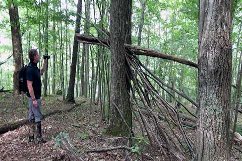 Unveiling the Structure of Kentucky's Military