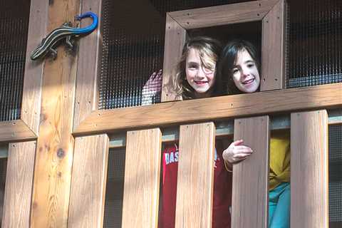 Exploring the New Houston Family Play Tree House at Lincoln Park Zoo