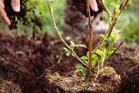 How to Create a Country Cottage Garden