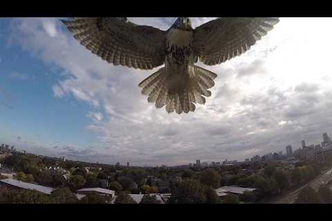 Hawk vs. Drone! (Hawk Attacks Quadcopter)