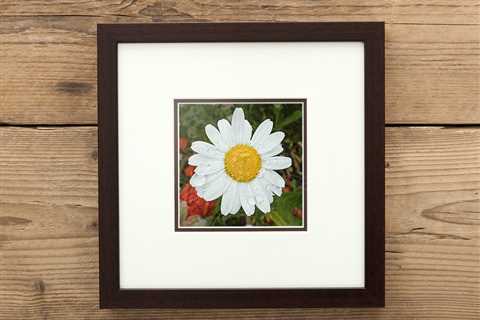 Daisy Framed