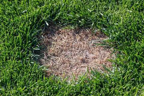 Plant the Right Grasses for Preventing Brown Patches on Lawn