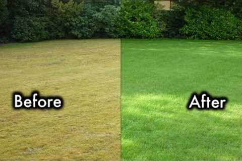 8 Secrets To  Keep Your Lawn Always Green And Healthy