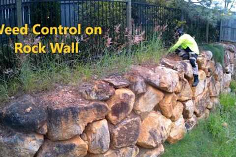 The Family''s Away, The Weeds Will Play | Mowing and Clearing Weeds