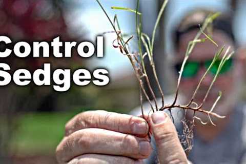 Get Rid of Sedges and Green Kyllinga with this Professional Product