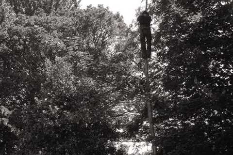 Pickmere Tree Surgeons Tree Removal Felling And Dismantling Throughout Pickmere