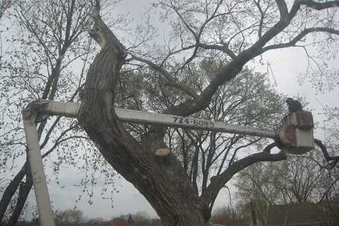 Tree Surgeon in Pendlebury Residential & Commercial Tree Trimming & Removal Services