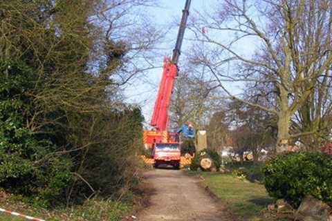 Pewfall Tree Surgeon Tree Felling Dismantling And Removal Throughout Pewfall