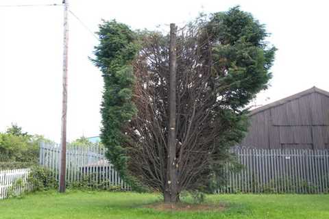 Tree Surgeon in Oakwood Residential And Commercial Tree Removal And Trimming Services