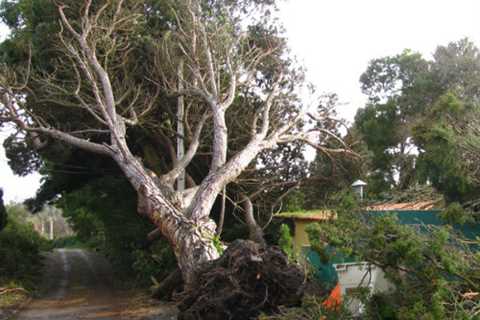 Lowton St Marys Tree Surgeon 24 Hr Emergency Tree Services Removal Dismantling & Felling