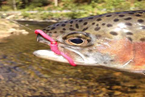 Hook Selection for Trout Fishing: The Best Size and Style Hooks for Trout