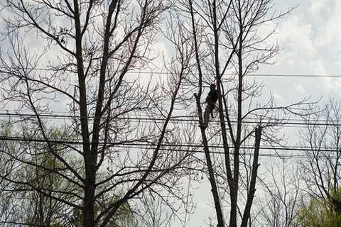 Lacey Green Tree Surgeons 24 Hour Emergency Tree Services Dismantling Felling & Removal