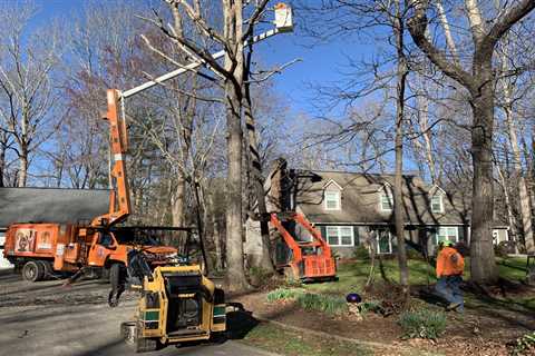 Benefits of Tree Crane Service