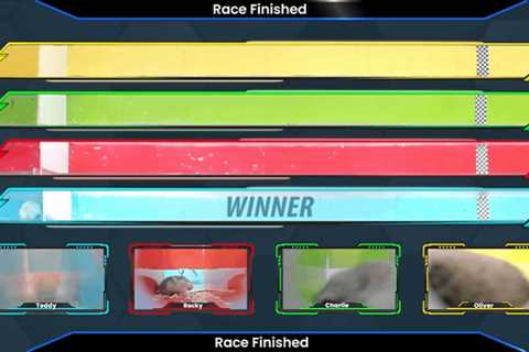 Betting on Hamster Races Is Real, and It’s Live on Twitch