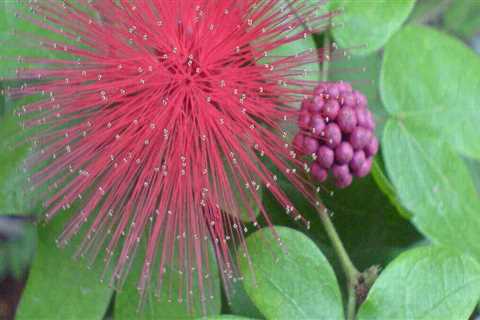 Finding Drought-Tolerant Native Plants in Central Florida