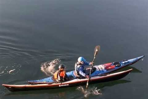 Great White Shark Circles Kayak