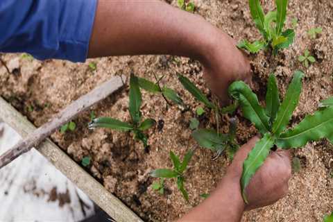 Promoting Local Food Systems in the Region: Strategies and Initiatives