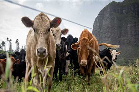 How Much of Oahu's Agricultural Production is Used for Animal Feed?