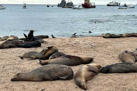 Galapagos Islands Marlin Report & Last Minute Isabela Island Dates Must Go