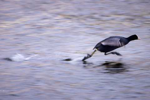 10 Tips for Successful Panning Photography