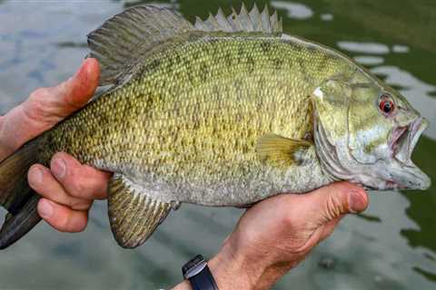 Fishing for Bass in Northern VA: Tips for a Successful Trip