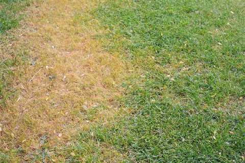 Troubleshooting Brown Spots in Grass – Can the Exact Cause Be Determined?