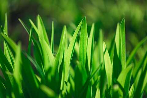 Using the Best Lawn Fertilizer for Robust Grass Blades