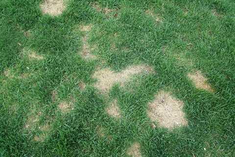 Is It Possible to Prevent Brown Patches on Lawn with a Good Fertilizer?