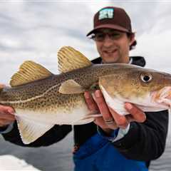 Update on Recreational Fishing Limits for Cod and Haddock