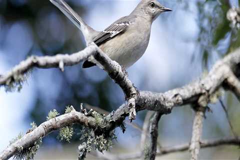 How many birds are in audubon's birds of america?