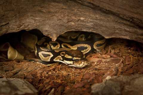 What Kind of Bedding Do Snakes Need? - Bedding Tricks