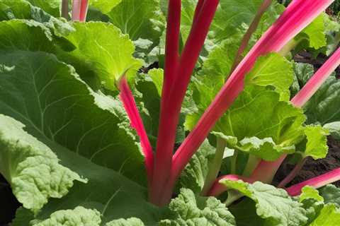 Rhubarb in the Organic Garden: Care and Harvesting Guide