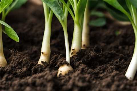 Organic Jicama: Tips for Growing This Crunchy Root Successfully