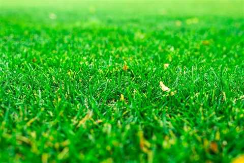 Essential Lawn Care Products for a More Vibrant and Resilient Yard