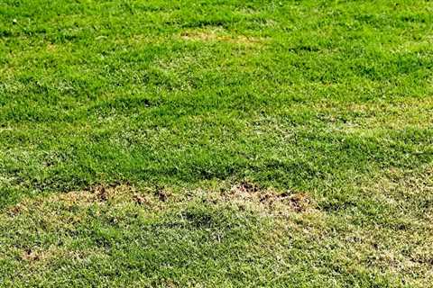 The Steps Needed for Solving the Mystery of Brown Spots in Grass