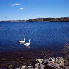 Swans In The Lake Näsi