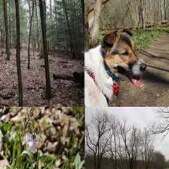 Exploring the Trails in Hays County, TX: A Guide for Dog Owners