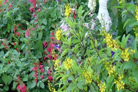 The Wonders of Butterfly Gardening in Southwest Florida