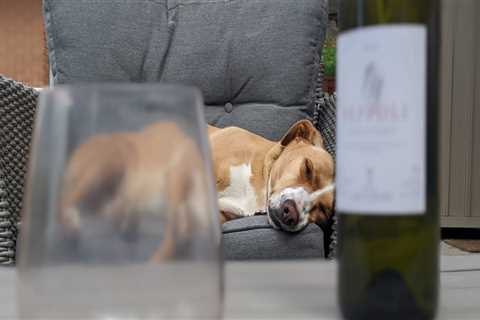 Exploring Pet-Friendly Vineyards in Dulles, Virginia - A Comprehensive Guide