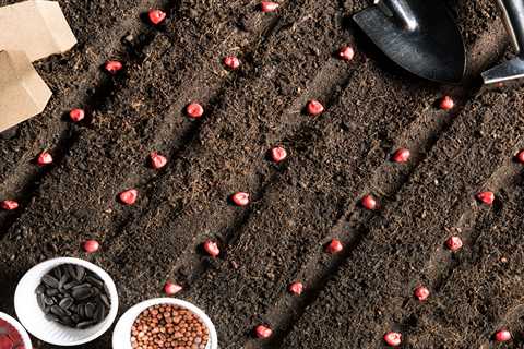 Summer Sowing: Tips for Planting Grass Seed