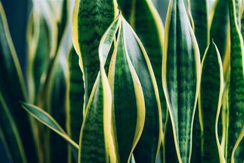 Exploring the Beautiful Blooms of Snake Plants