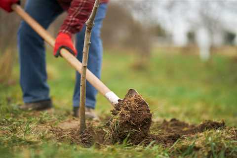 7 Essential Tools for Successful Clam Digging