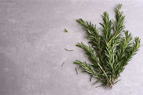 Mastering Rosemary Seeds: A Step-by-Step Guide