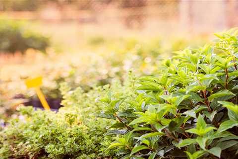 Growing Mint: Planting and Caring for Seeds