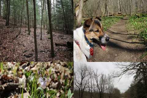 Exploring the Trails in Hays County, TX: A Guide for Dog Owners