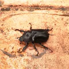 Carpet Beetles in West Virginia Guide (2023)