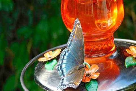 Attracting Butterflies to Your Garden in Southwest Florida: A Guide for Nature Lovers