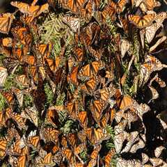 Tracking and Monitoring Butterfly Populations in Southwest Florida: A Comprehensive Guide