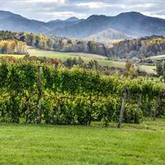 Exploring the Vineyards in Dulles, Virginia: Are There Any Restrictions on Bringing Outside Food or ..