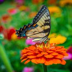 Attract Bees and Butterflies: Transform Your Garden into a Pollinator Paradise